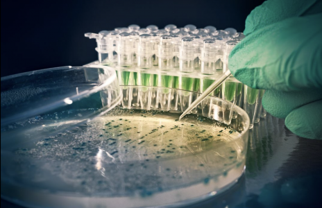 “Turbulencia” de las bacterias: nuevo estudio avanza en manipulación para crear nuevas tecnologías