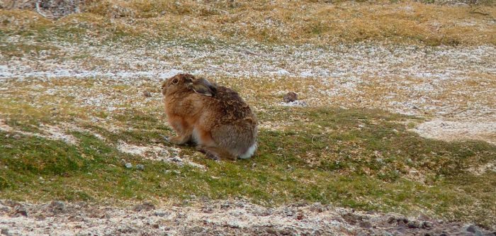 Liebre europea en el norte de Chile: científicos advierten sobre riesgos en ecosistemas áridos