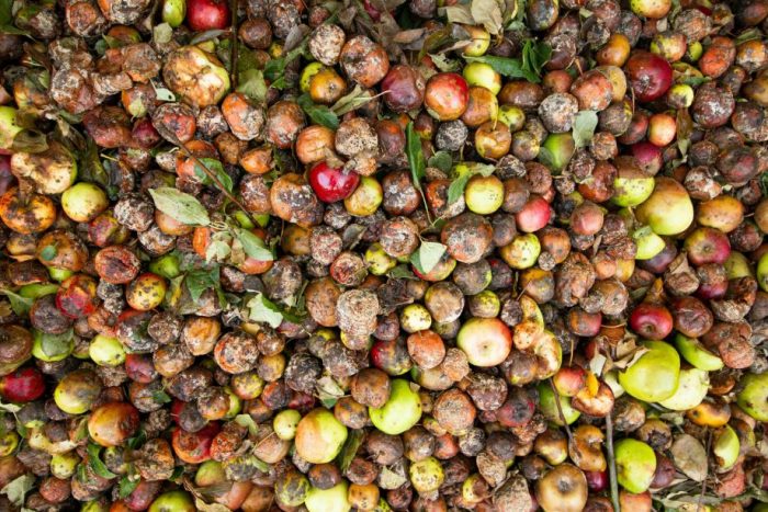 Un 57,6% de las personas cree que debería existir una ley que obligue a donar o rescatar alimentos