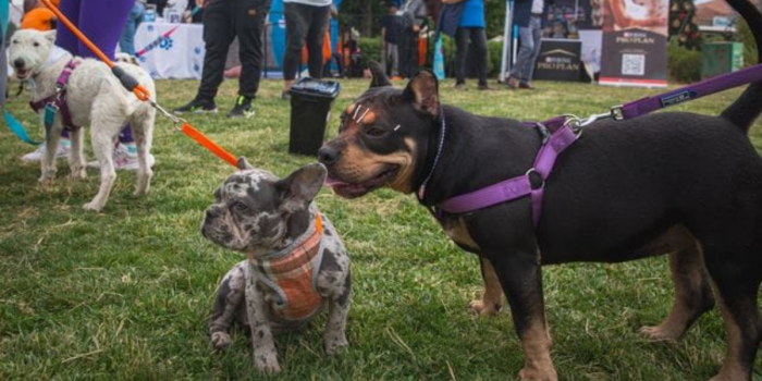 “Expo Patitas”: cuándo será la feria gratuita para mascotas que incluirá corrida “Color Pet”
