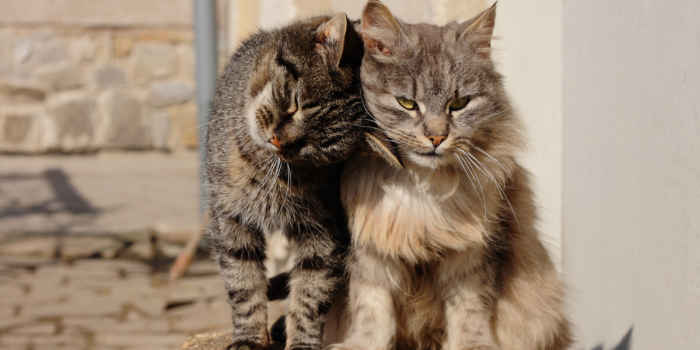 Día Internacional del Gato: Cómo detectar a tiempo problemas de salud en los felinos
