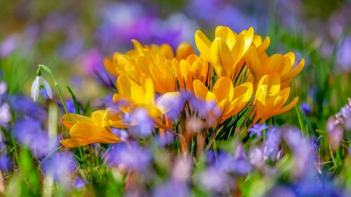 Adiós a los “team invierno”: este es la fecha del inicio de la primavera en Chile