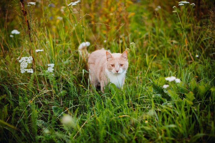 ¿Hidatidosis en gatos?: señal de alerta para la salud pública
