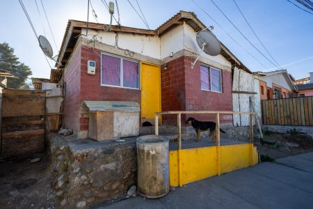 1 madre, 2 hijas, 6 allegados, 10 perros, 12 gatos y "n" pericotes