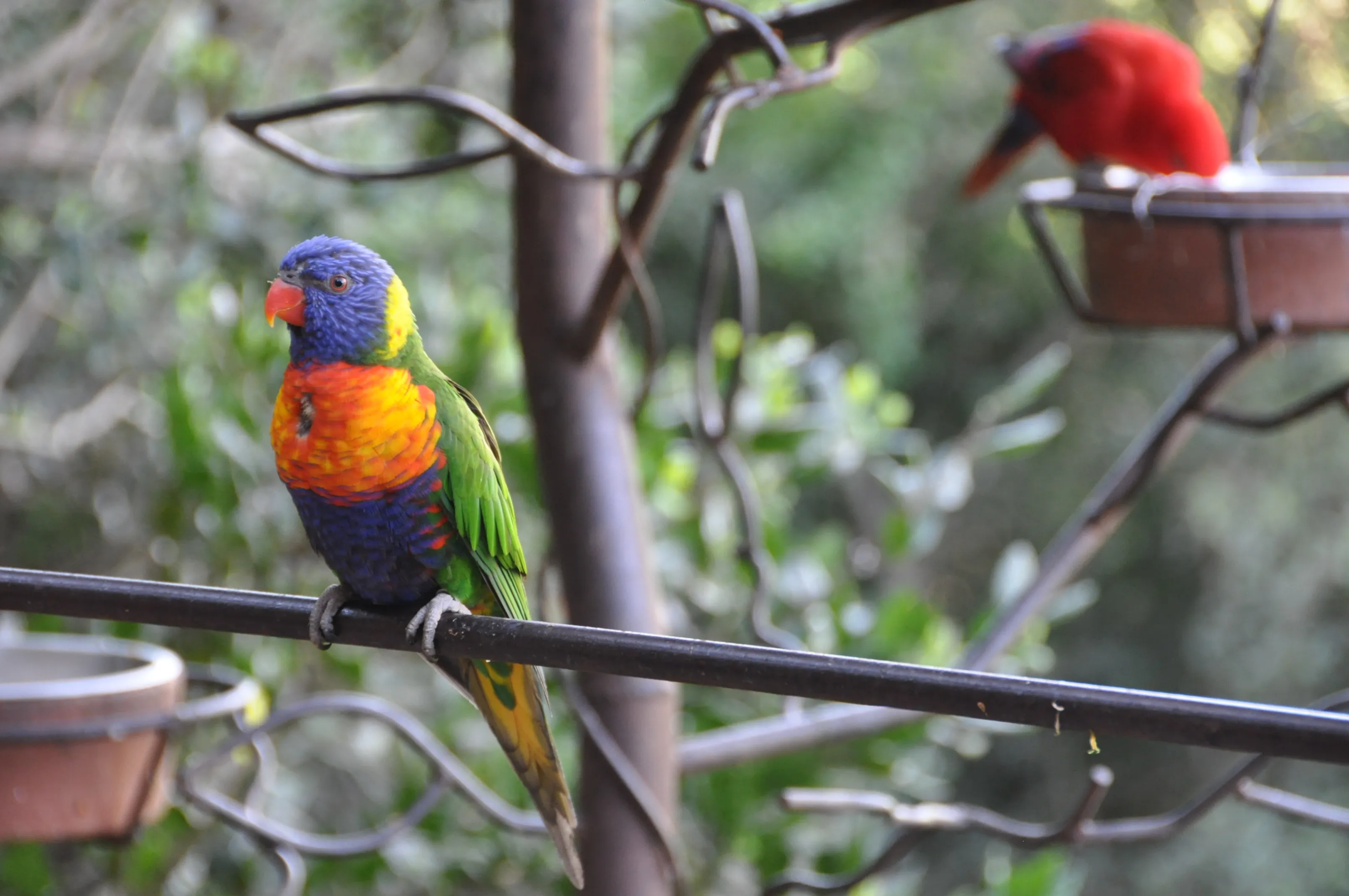 Cómo llegar a Parque Tricao: naturaleza, aves exóticas y el aviario más grande de Sudamérica
