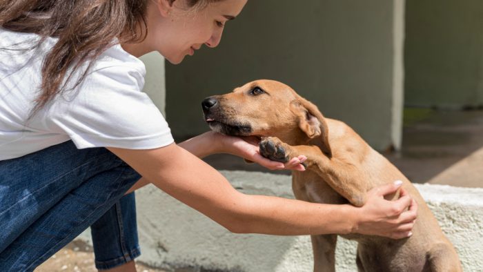 Perros en las calles santiaguinas: reflejo de nuestra desigualdad
