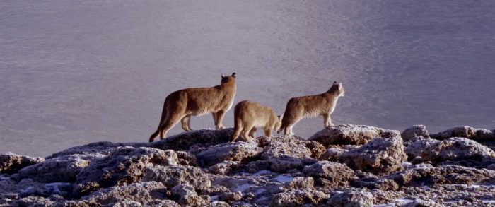 Filme sobre la dura vida en la Patagonia gana competencia de cine chileno de SANFIC