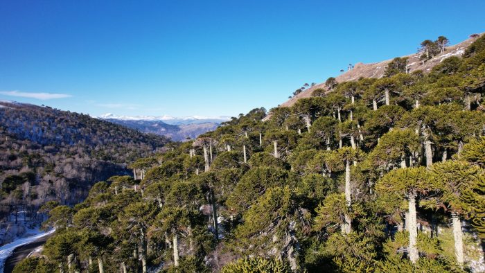 Chile recibe por primera vez la Conferencia Mundial de Geoparques Unesco en La Araucanía