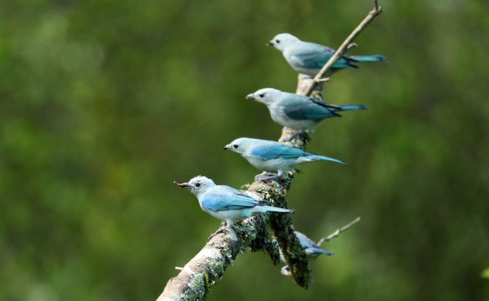 Avistamiento de aves: un turismo que cada vez vuela más alto