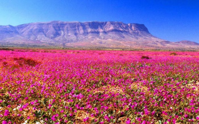Desierto florido 2025: cuál es la mejor época para ver la floración y qué especies se verán