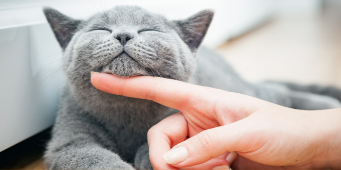 Chile celebra el Mes del Gato: aumentan los hogares con felinos y el mercado especializado