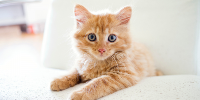 Los gatos: más populares que los perros y con tres días para celebrarlos