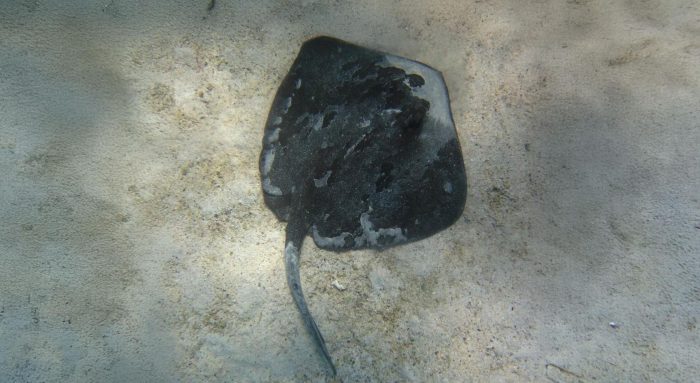 Con aguijón y venenosa: científicos confirman presencia de la raya diamante en costas chilenas