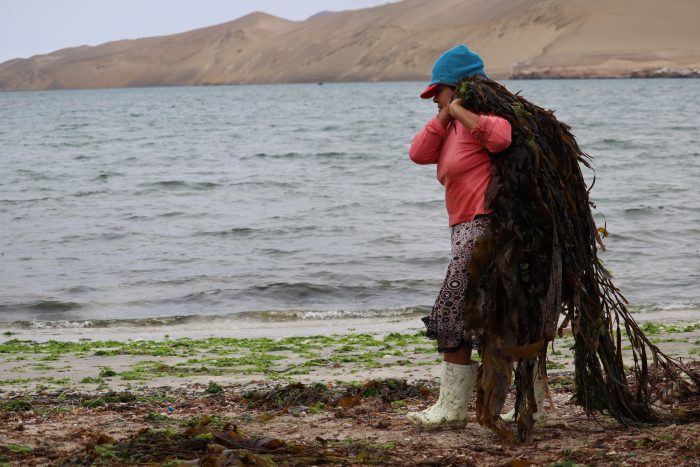 Mujeres de mar: motor clave en pesca artesanal, conservación y equidad de género en Chile