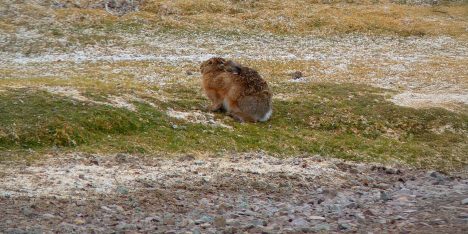 Alerta sobre invasión de liebre europea en el Desierto de Atacama