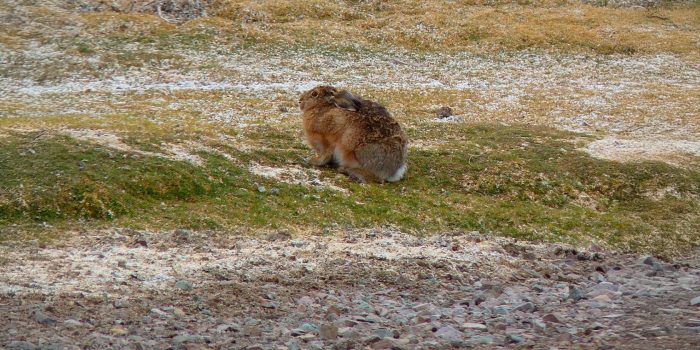 Alerta sobre invasión de liebre europea en el Desierto de Atacama