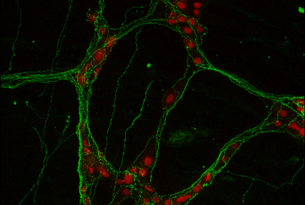 El poderoso eje intestino-corazón-cerebro