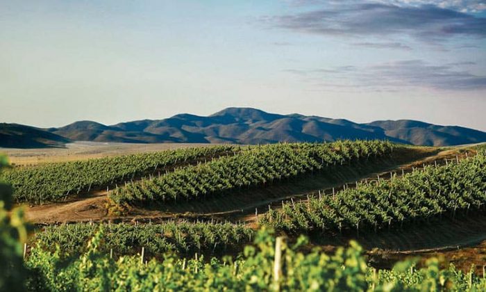 Ovalle, la “Perla del Limarí”: naturaleza, historia y gastronomía con identidad en el Norte Chico