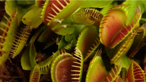 De inmóviles, nada: estas son las plantas más veloces