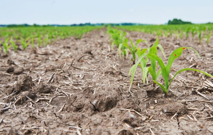 Día de la Agricultura: la urgencia de frenar el desperdicio de alimentos y agua