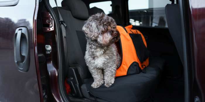 Fiestas Patrias: cómo viajar y celebrar seguro con tus mascotas evitando riesgos para su salud