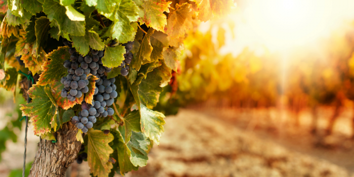 Lanzan la primera Guía de Vinos del Valle del Itata para impulsar enoturismo y tradición campesina