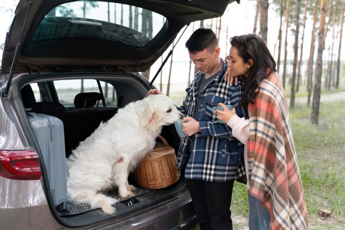 Evite multas al viajar con mascotas en Fiestas Patrias