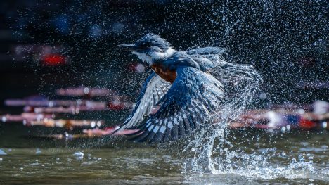 Chileno gana el “Gran Premio” de prestigioso certamen de fotografía de aves de Audubon