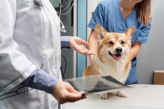 ¿“Isapre para mascotas”? Precisión conceptual, alcances jurídicos y panorama global del seguro
