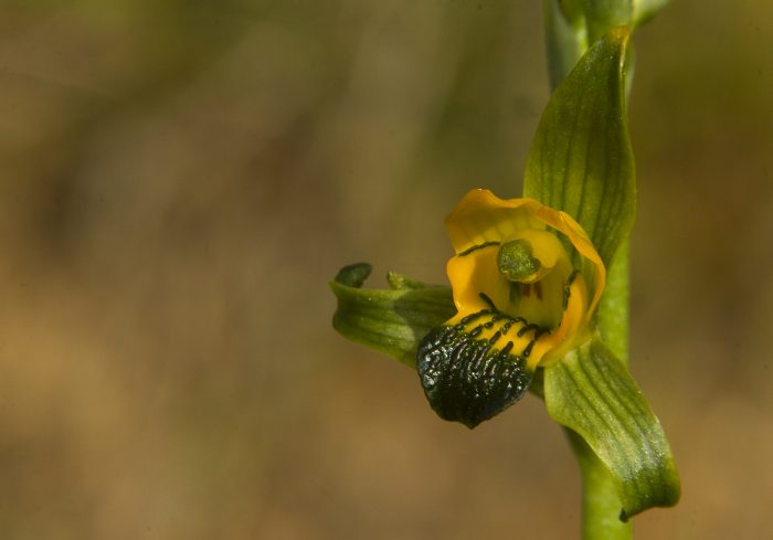 Desaparición silenciosa de la biodiversidad