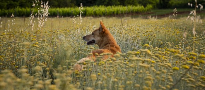 Perros asilvestrados y de libre deambular: cuando no actuamos, pierde el campo y también la fauna