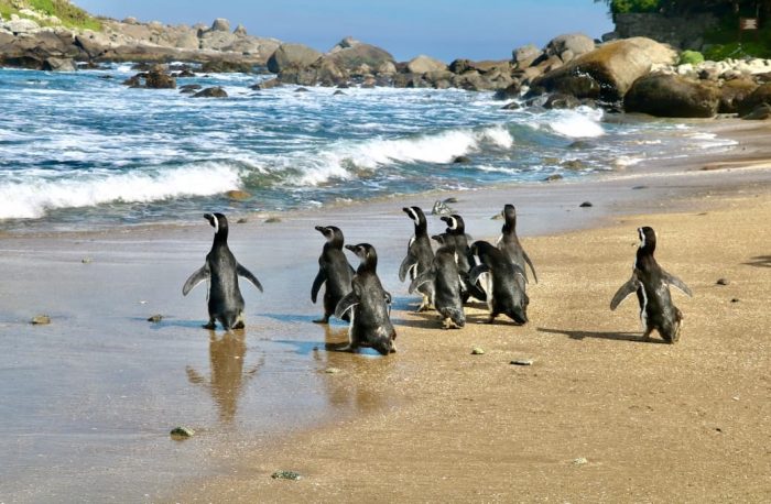 Pingüinos de Magallanes logran exitosa reinserción en Isla Cachagua tras proceso de rehabilitación