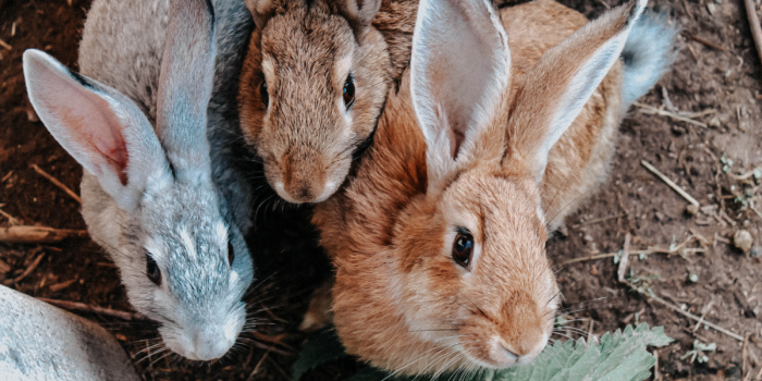 Organizaciones animalistas se unen en Chile para proteger a los conejos y visibilizar sus carencias