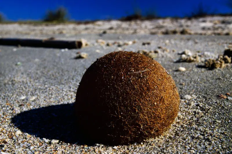 Qué son las “pelotas de Neptuno” cargadas de plásticos que aparecen en las playas