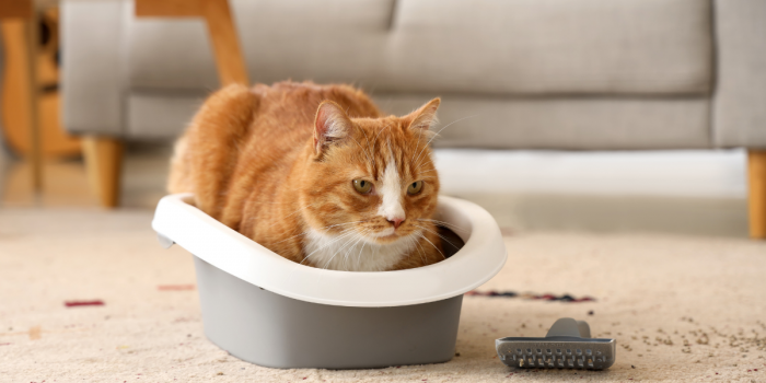 ¿El arenero de tu gato está limpio? El gas oculto que puede dañar tu salud