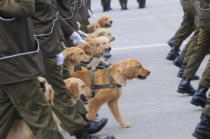 Parada Militar 2025: estos son los horarios en que se realizará este viernes en el Parque O’Higgins