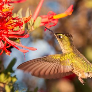 El quintral: de parásita a guardián ecológico frente a especies invasoras en Chile