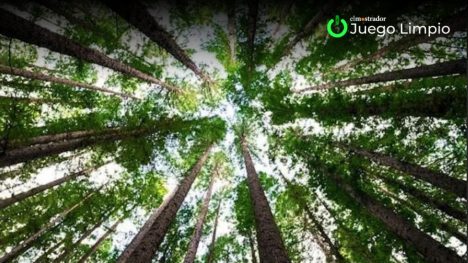 389 millones de hectáreas de reforestación: el número para controlar el CO2 en el mundo