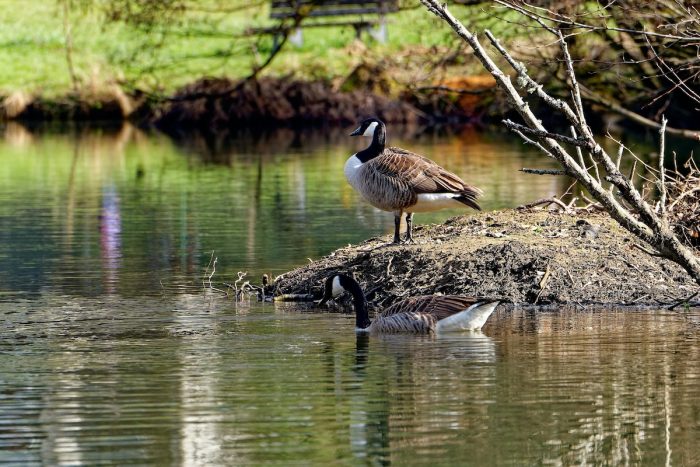 Ríos y humedales: bienestar, naturaleza y su rol para enfrentar la crisis climática