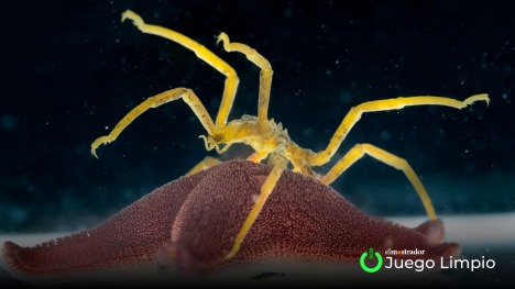 Acuario bajo cero: el laboratorio vivo de Punta Arenas que sorprenderá al mundo