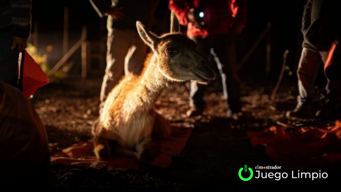 Los guanacos regresan a la montaña en la RM: 16 ejemplares repoblarán la cordillera