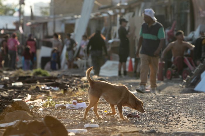 Desalojo de toma en La Florida: lleva más del 70% de avance y hay operativo de rescates de mascotas