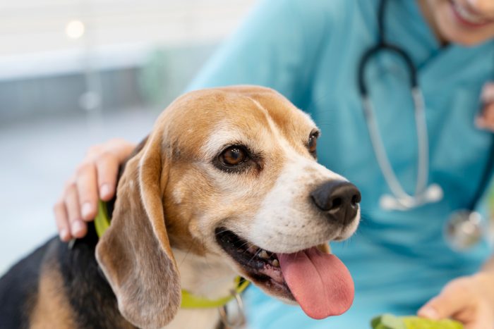 Alergias de en perros y gatos: cómo detectarlas y manejarlas