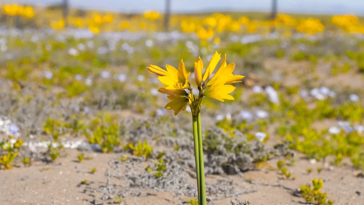 Desierto Florido 2025: fechas, lugares y especies que marcarán este fenómeno único en Chile