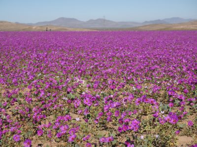 Desierto florido: un espectáculo para disfrutar con respeto