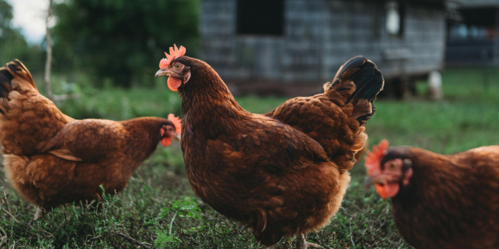 ¿Libres, pero vulnerables?: una mirada crítica al sistema libre de jaulas en gallinas ponedoras