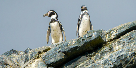 Especies en riesgo: pingüino de Humboldt, lagarto de Álvaro y plantas de Juan Fernández en alerta