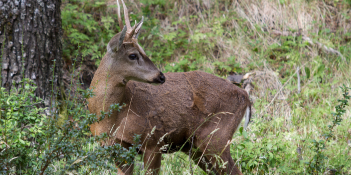 Inaugura primer centro de rescate del huemul del sur para proteger al ciervo más austral del mundo
