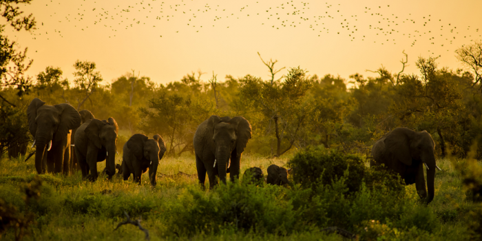 Cuidar la fauna y el planeta: la importancia del Día Mundial de los Animales