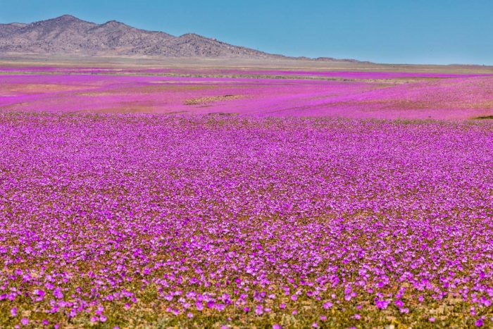 El Desierto Florido deslumbra en Atacama y se extendería hasta noviembre